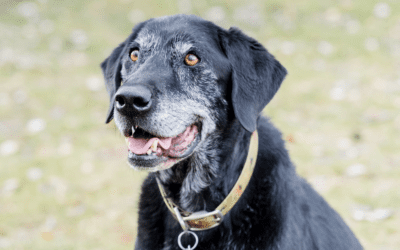 Celebrating Senior Pet Health Month: Cherishing Our Senior Companions